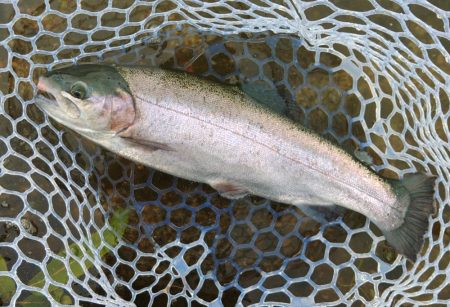 暑いけど釣れる ～フィッシングパーク高島の泉～